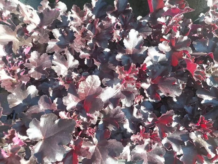 Tarhakeijunkukka Black Pearl - Perennat - AB10010012104 - 1