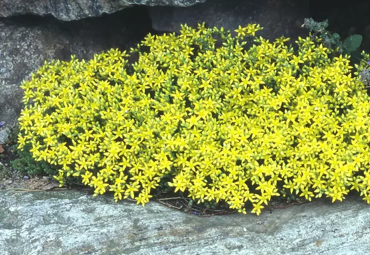 Keltamaksaruoho - Perennat - 6430019381984 - 1