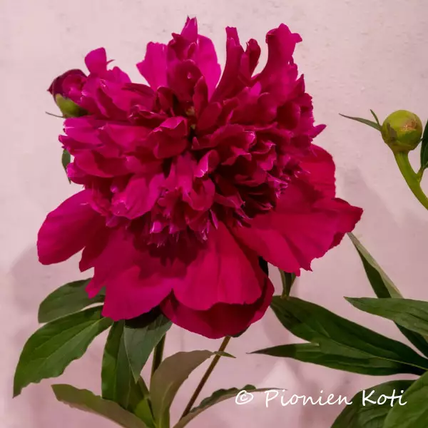 Kiinanpioni Inspecteur Lavegrne - Pionit - AB10010010864 - 1