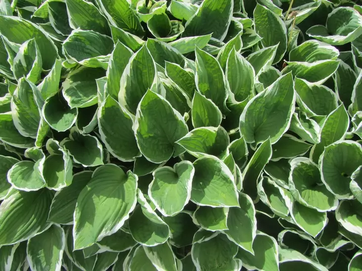 Komeakuunlilja Francee - Perennat - 6417481276284 - 1