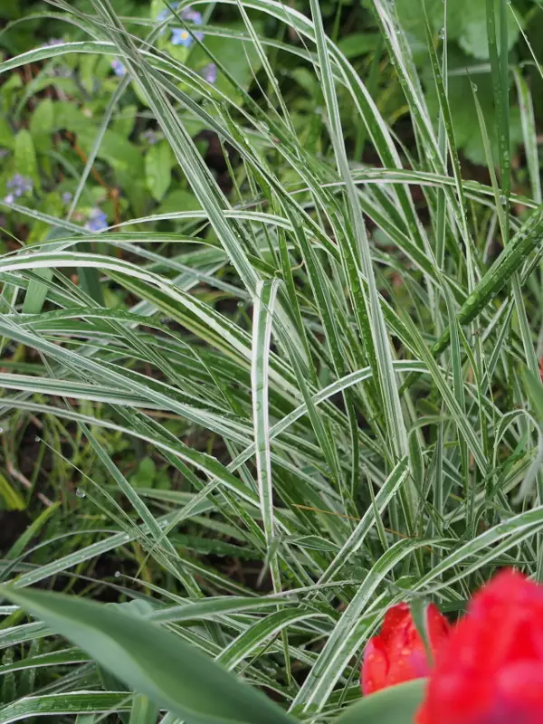 Koristekastikka Overdam - Koristeheinät - 6430019383704 - 1