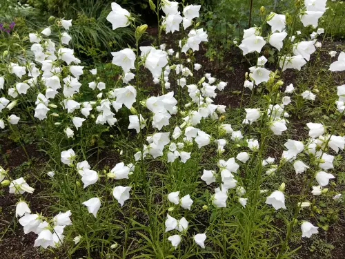 Kurjenkello valkoinen - Perennat - 6418362100834 - 1