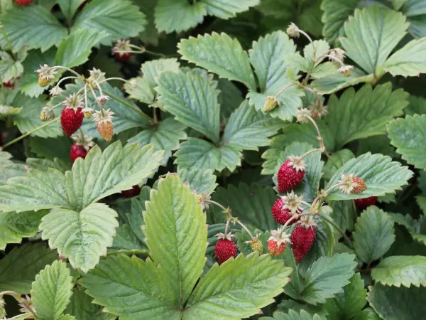 Kuukausimansikka - Perennat - 6417481278004 - 1