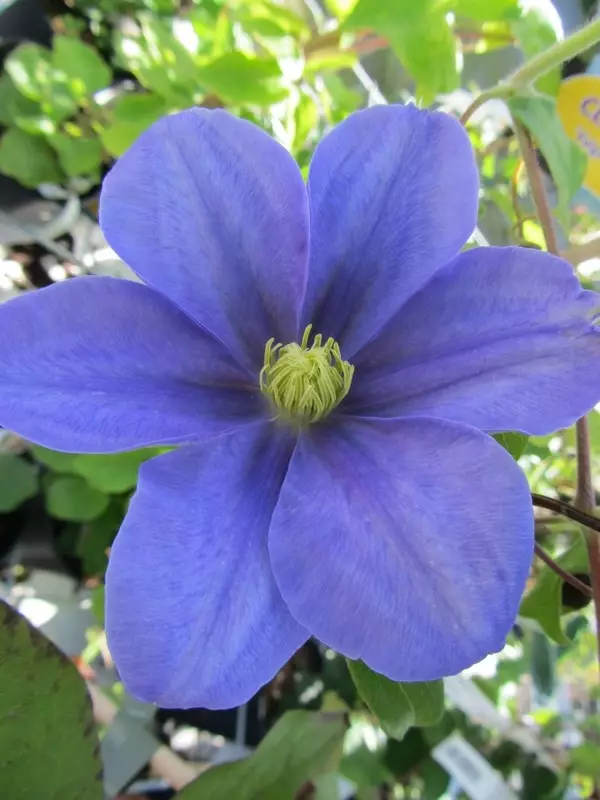 Loistokärhö Fujimusume - Clematikset - 3944514436474 - 1