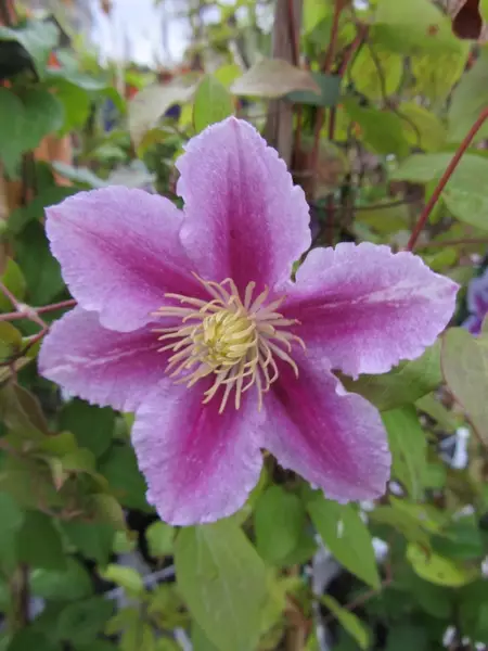 Loistokärhö Piilu - Clematikset - 3940535257944 - 1