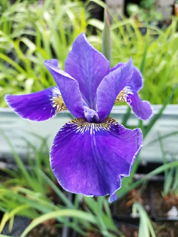 Loistokurjenmiekka Silver Edge - Perennat - AB10010011594 - 1