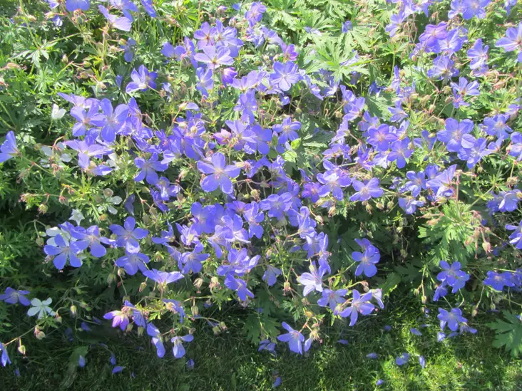 Loistokurjenpolvi Johnson's Blue - Perennat - 6430019383094 - 1