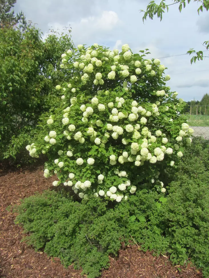 Lumipalloheisi Roseum runko 90 cm - Pikkupuut / rungolliset pensaat - 3941196189124 - 1