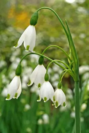 Lumipisara - Muut - AB10010011854 - 1