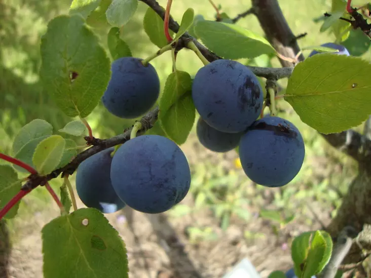 Luumupuu Parikkalan Tummaluumu 150-200 - Luumupuut - 3940534036274 - 1