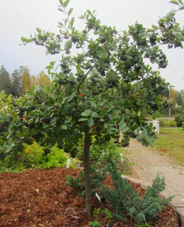 Koristearonia 100-200 - Pikkupuut / rungolliset pensaat - 3941272701424 - 1