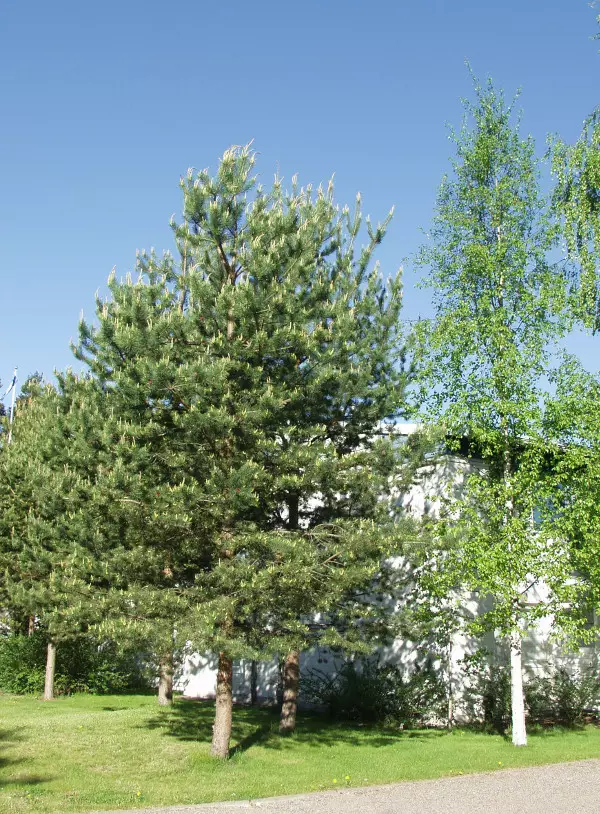 Metsämänty - Männyt - AB10010012134 - 1