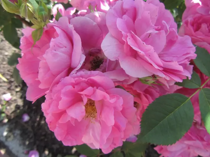 Morden Centennial Kanada-ruusu - Kanadalaiset ruusut - 3940564061734 - 1