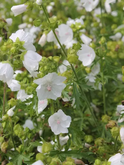 Myskimalva Alba - Perennat - 6417481281004 - 1