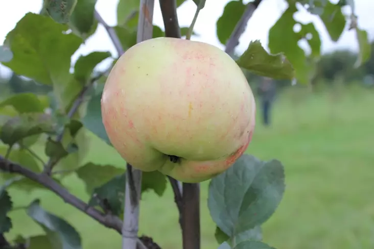 Omenapuu Antonovka Safrannoje 150-200 - Omenapuut - 3940534062914 - 1