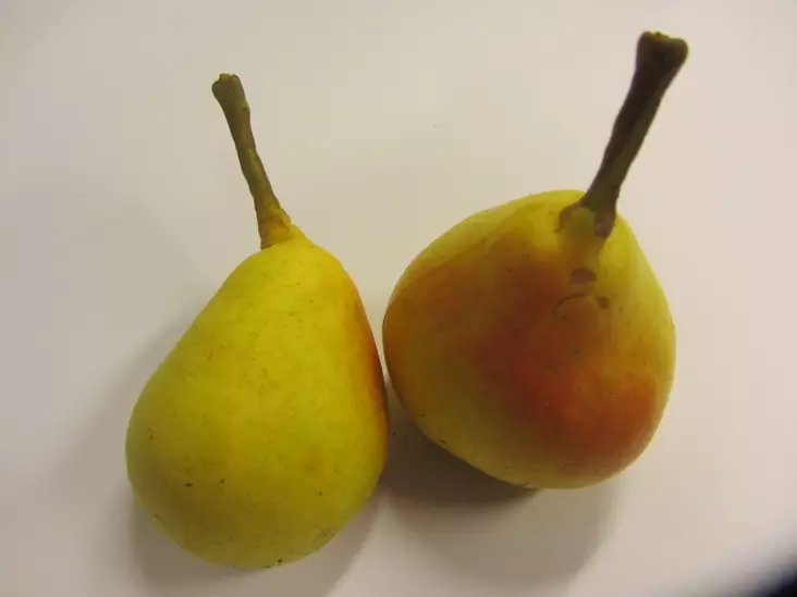 Päärynä Tohtorin Päärynä 4-6 - Satoikäiset - AB10010011404 - 1