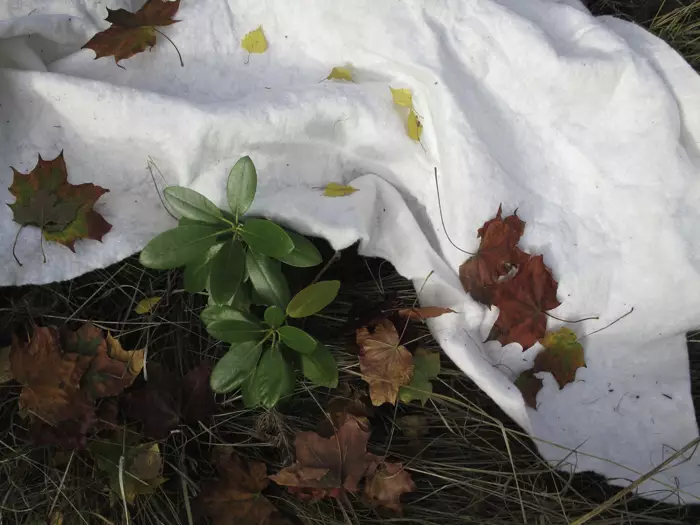 Pakkashuopa 5m2 - Kasvinsuojaus - 6430040622704 - 1