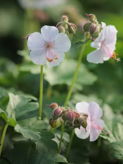 Peittokurjenpolvi Biokovo - Perennat - AB10010010684 - 1