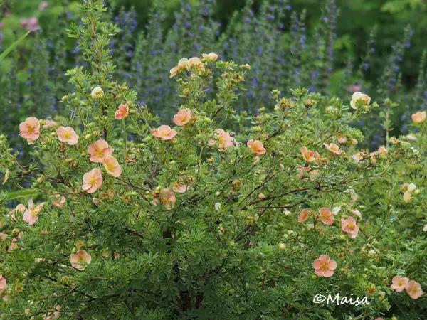 Pensashanhikki Glamour Girl - Astiataimet - AB10010010794 - 1