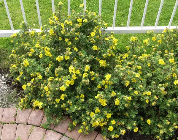 Pensashanhikki Goldteppich - Astiataimet - 3942605085044 - 1