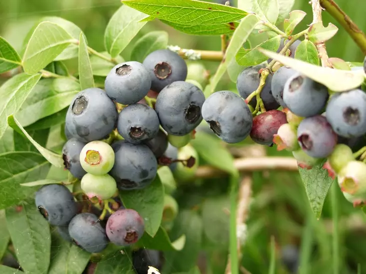 Arnenmustikka Northblue - Mustikat - 3940535379554 - 1