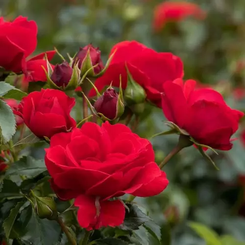 Pepino Tantop Royal - Ryhmäruusut - 4015319000654 - 1