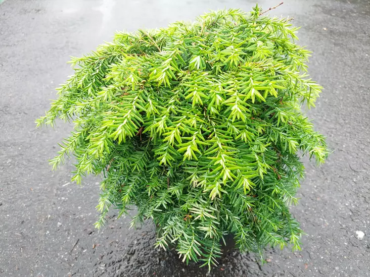 Pikkukanadanhemlokki Nana 25-30 cm - Muut havut - 3940564818024 - 1