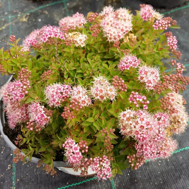 Pikkukeijuangervo Nana - Astiataimet - 3940523707604 - 1