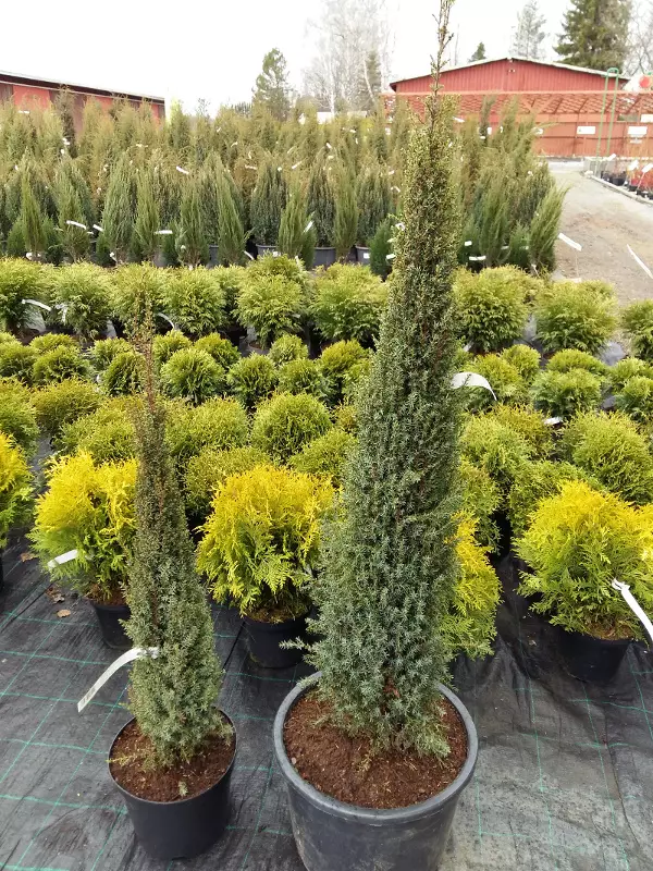 Pikkupilarikataja Sentinel - Katajat - AB10010011954 - 1