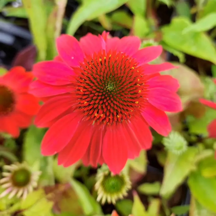Punahattu Lakota Red - Perennat - AB10010011174 - 1