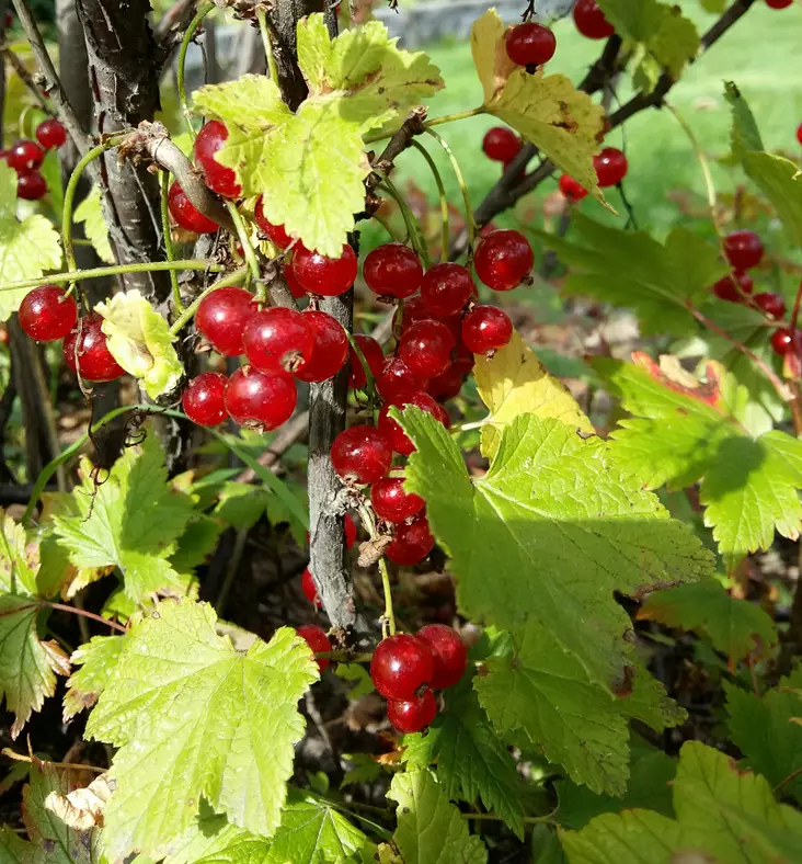 Punaherukka Jonkheer van Tets - Herukat - 3940535368824 - 1