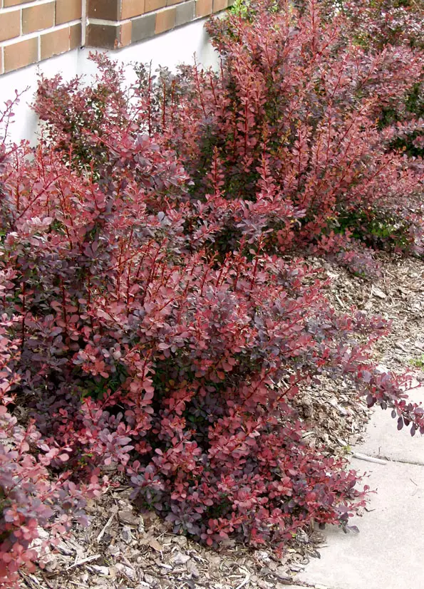 Purppurahappomarja Atropurpurea - Astiataimet - 3940516109514 - 1