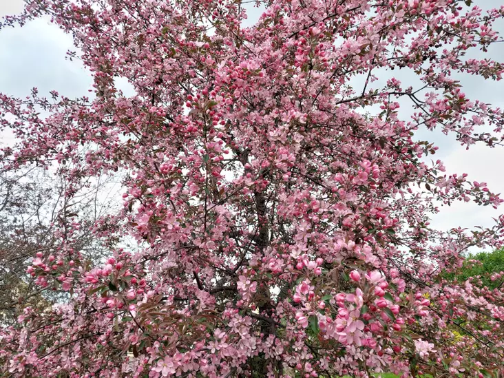 Purppuraomenapuu Cowichan (Kadetti) 150-200 cm - Koristeomenapuut - 3940525123044 - 1