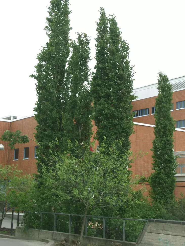 Pylväshaapa Erecta - Lehtipuut - AB10010011914 - 1