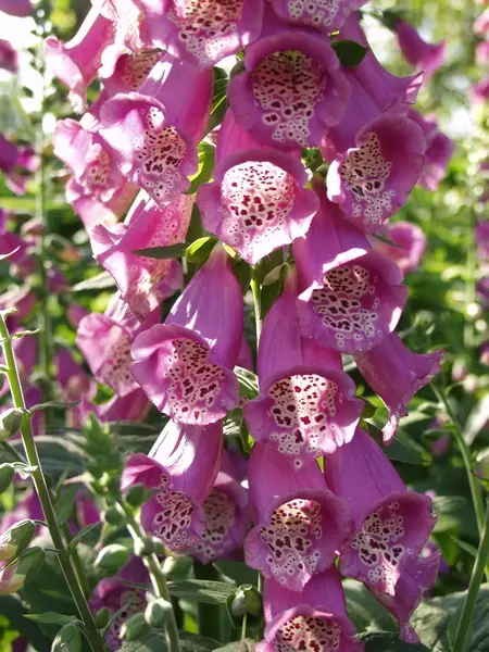 Rohtosormustinkukka - Perennat - 6417481270534 - 1