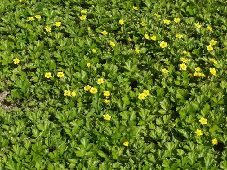 Rönsyansikka - Perennat - 6417481275904 - 1