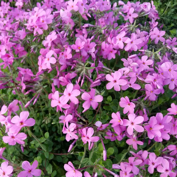 Rönsyleimu vaaleanpunainen - Perennat - 6417481272224 - 1