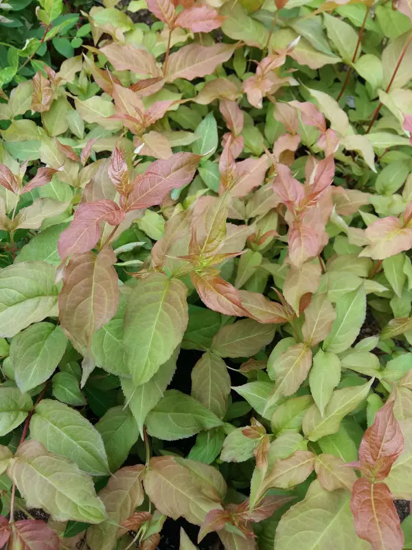 Rusovuohenkuusama Dise - Astiataimet - 3940516138514 - 1