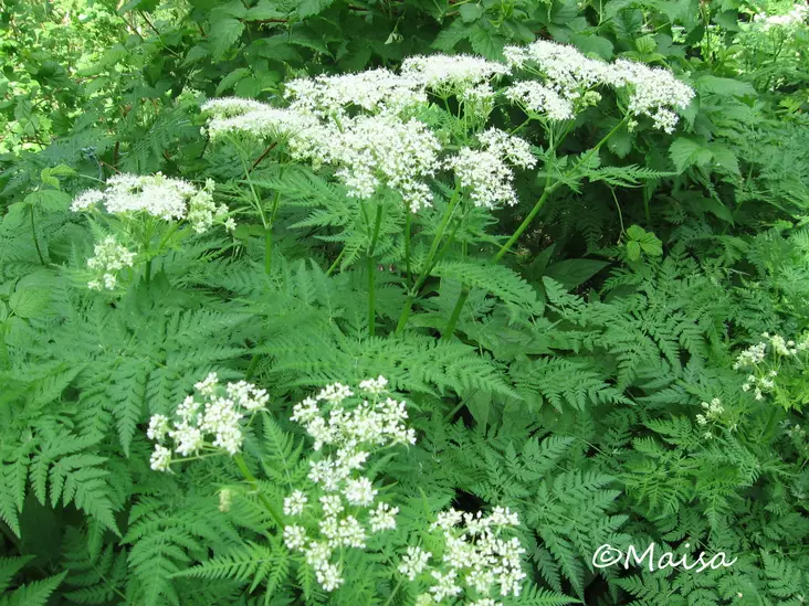 Saksankirveli - Perennat - AB10010012214 - 1