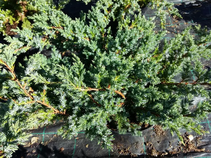 Sinikataja Blue Swede 30-40 - Katajat - 3940564660074 - 1