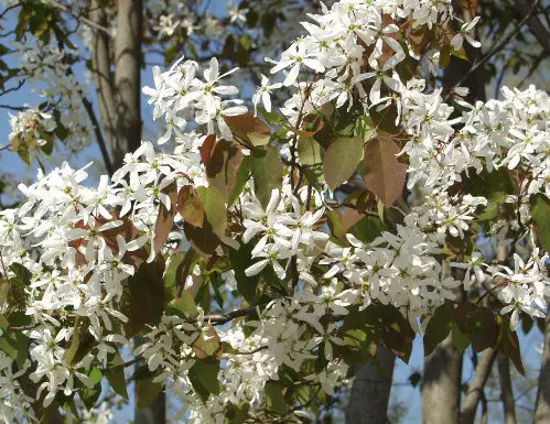 Sirotuomipihlaja 150-200 cm - Pikkupuut / rungolliset pensaat - 3940525070904 - 1