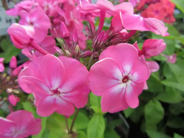 Syysleimu Elli - Perennat - 6417481277724 - 1