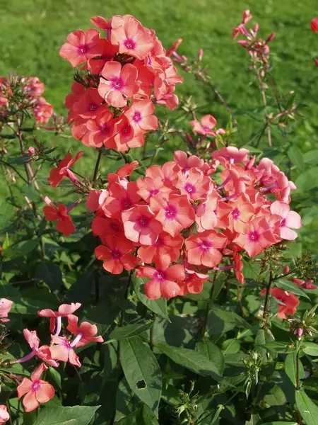 Syysleimu Spitfire - Perennat - 6417481272064 - 1