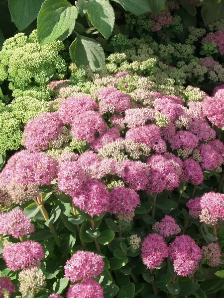 Syysmaksaruoho Brilliant - Perennat - 6430019382974 - 1