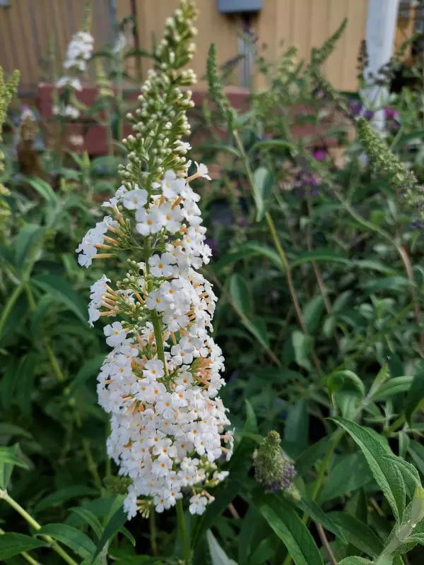 Syyssyrikkä White Profusion - Astiataimet - AB10010011074 - 1