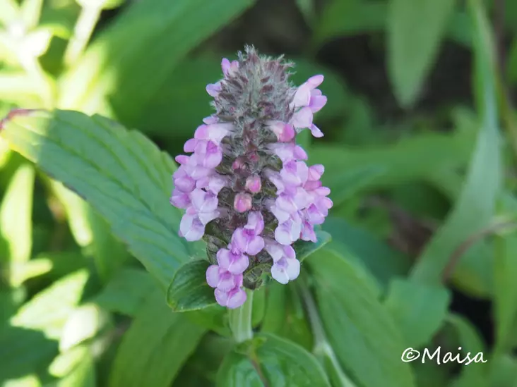 Tähkäkissanminttu Pink Cat - Perennat - AB10010011744 - 1