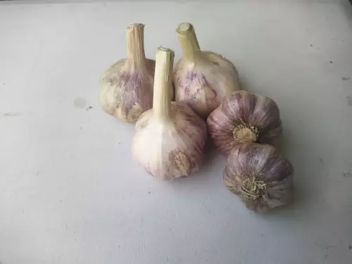 Talvivalkosipuli `Aleksandra` - Istukassipulit - AB10010011084 - 1