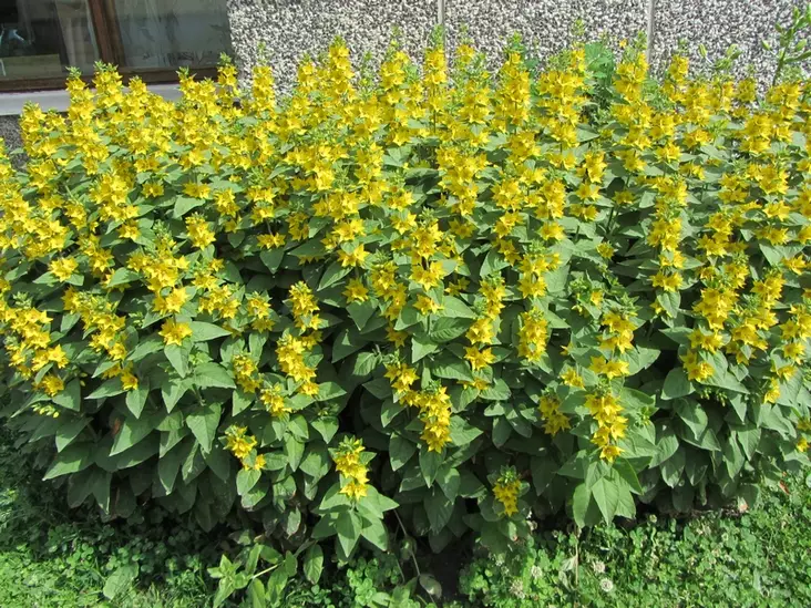 Tarha-alpi - Perennat - 6417481270954 - 1