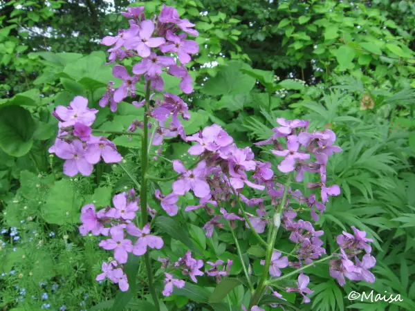 Tarhaillakko - Perennat - AB10010011424 - 1