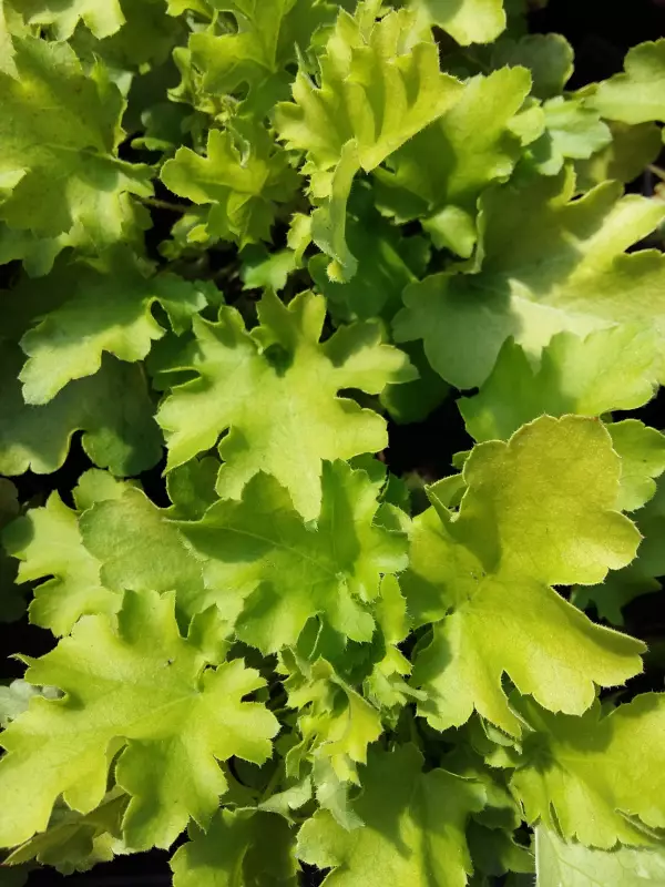 Tarhakeijunkukka Lime Marmalade - Perennat - AB10010010364 - 1